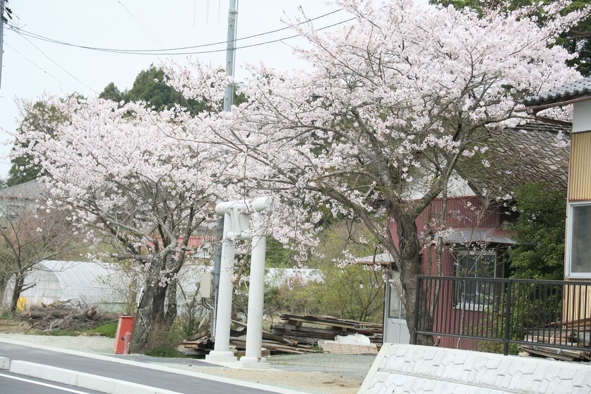 大和久神社入口に咲く桜