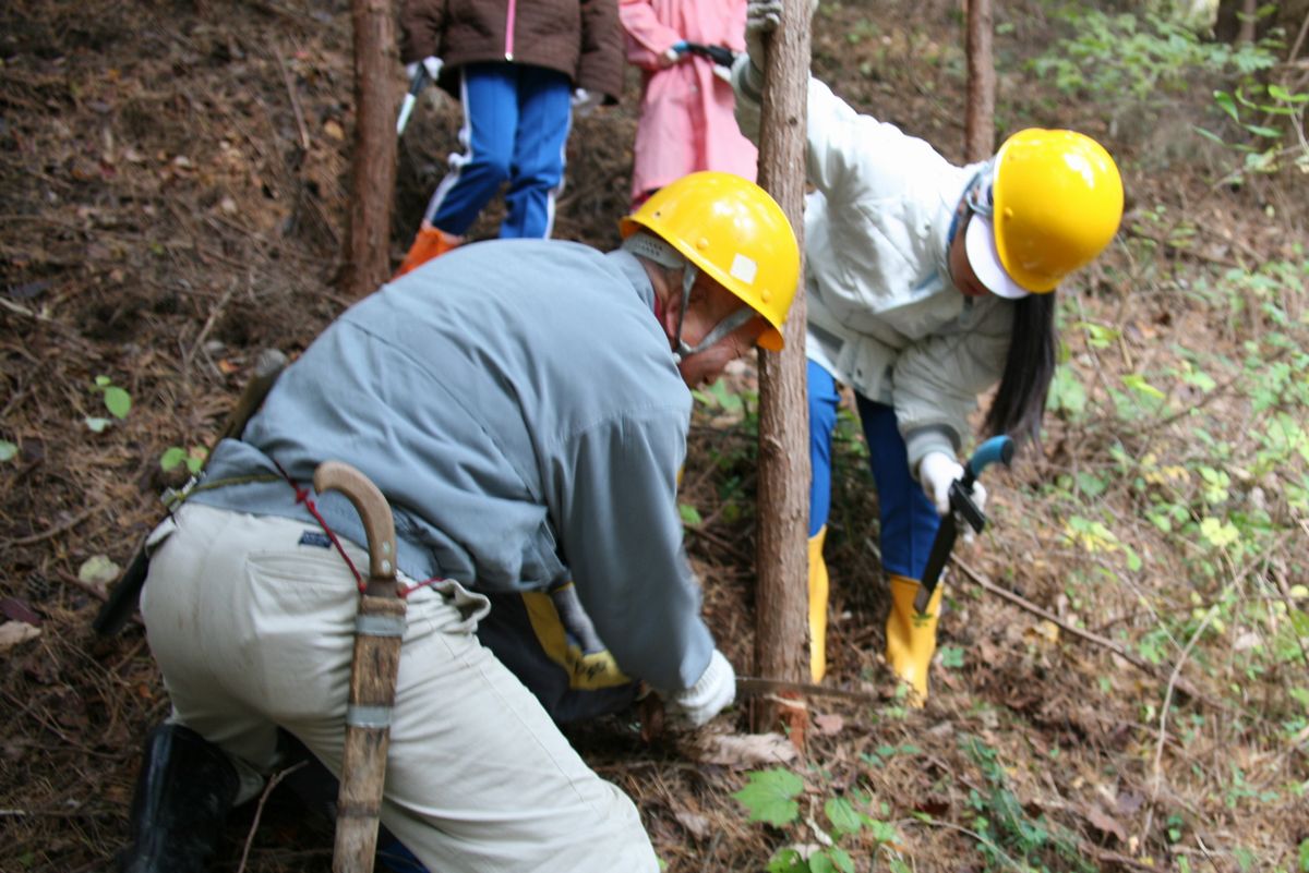 双葉地方森林組合の職員の指導で「間伐作業」を体験する児童（2）
