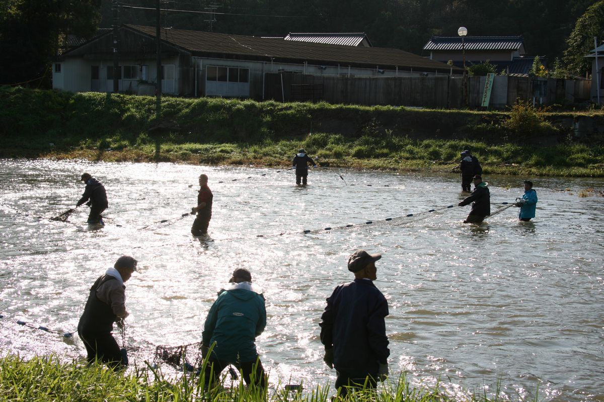 熊川で網を引いてサケ漁を行う漁協組合員たち