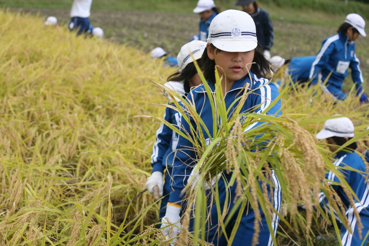 鎌を使った手刈りに夢中で取り組む児童たち