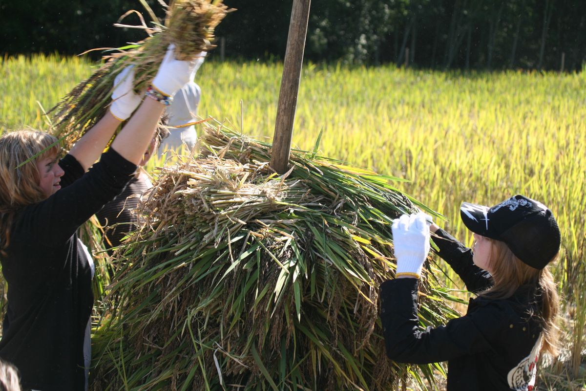 刈り取った稲の束を棒にかける「棒掛け」に挑戦する参加者