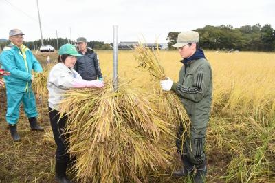 稲刈りをする菊池くん（右）と関係者