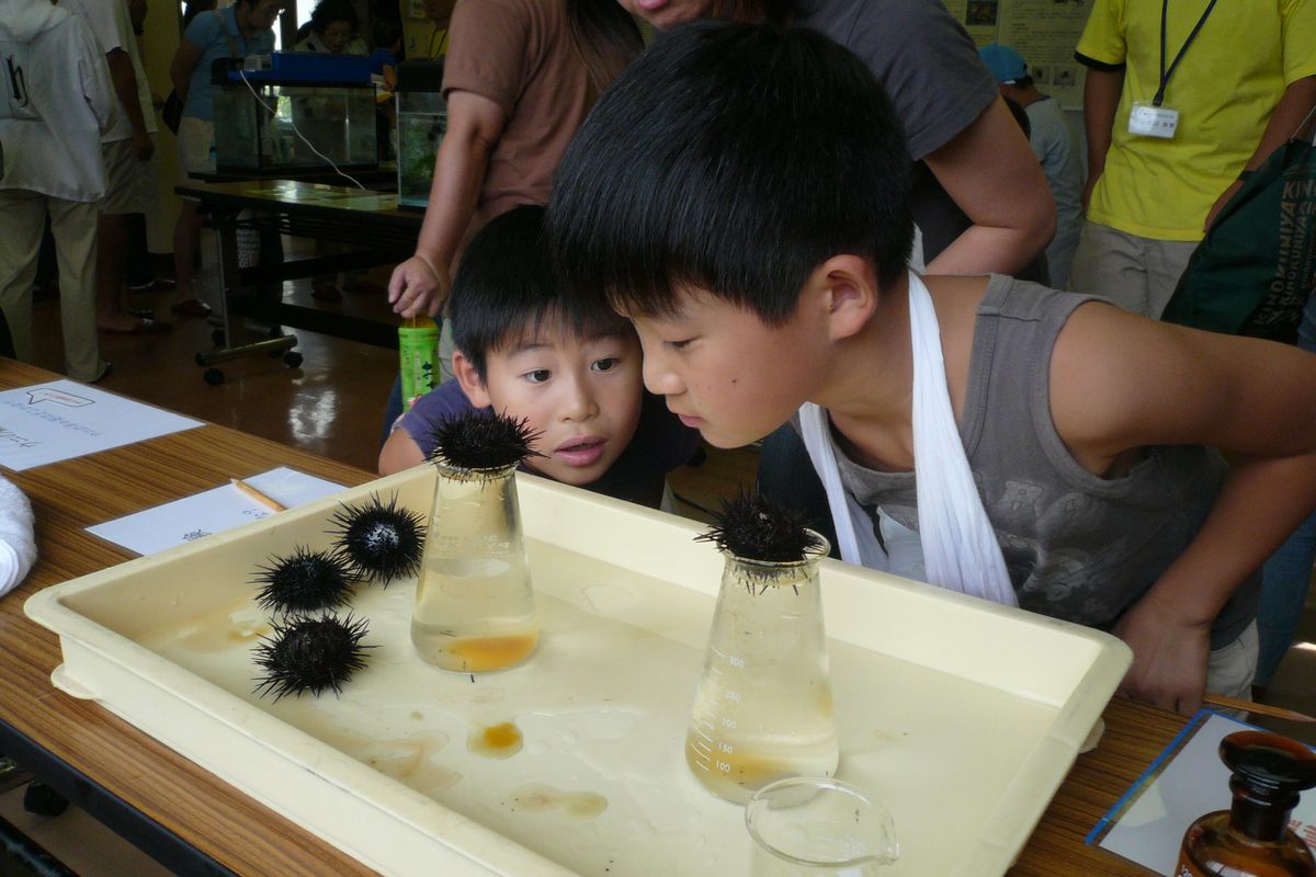 ウニをじっと見て観察する子どもたち