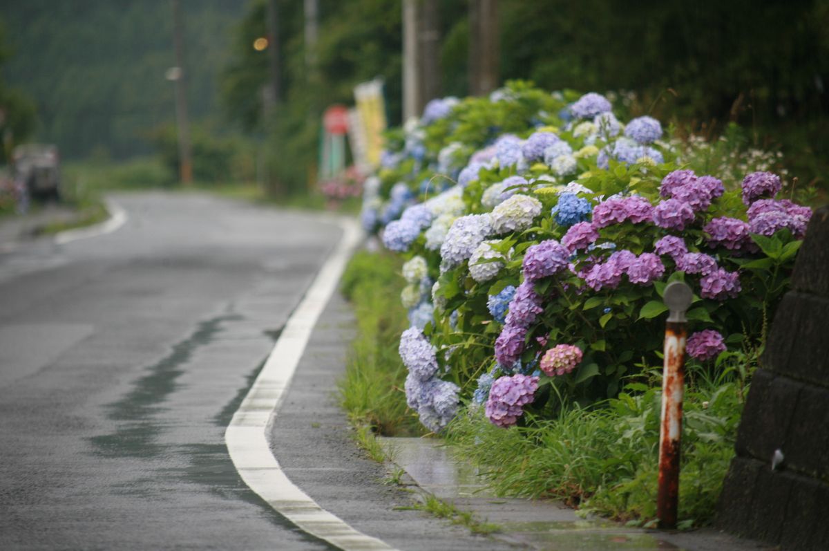県道小ヶ良浜野上線から大野幼稚園へ向かう道沿いに咲き誇るアジサイ