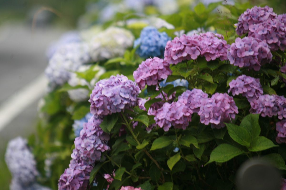 青や紫色の寒色系に鮮やかに咲くアジサイ