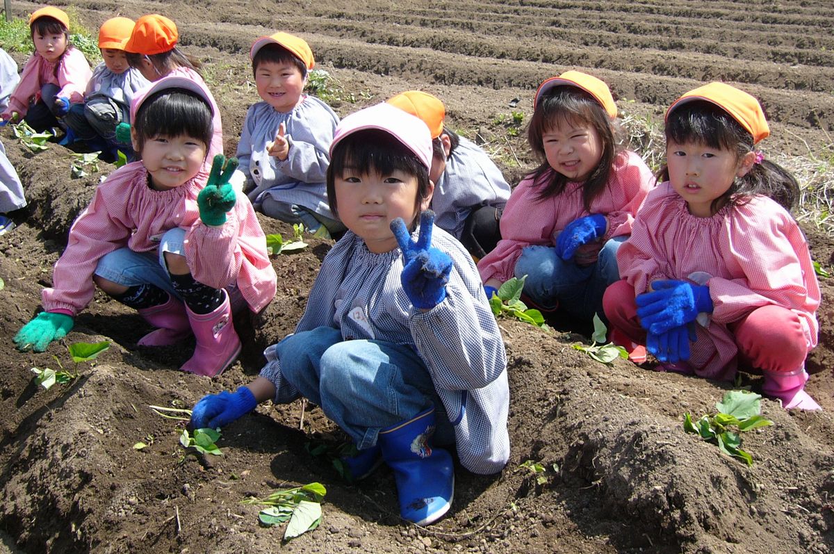 苗を上手に植え終わりＶサインをする園児たち