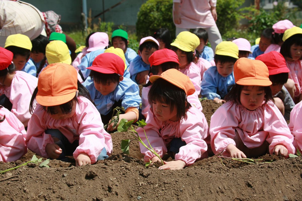 1列に整列し上手に苗を植え付ける園児たち