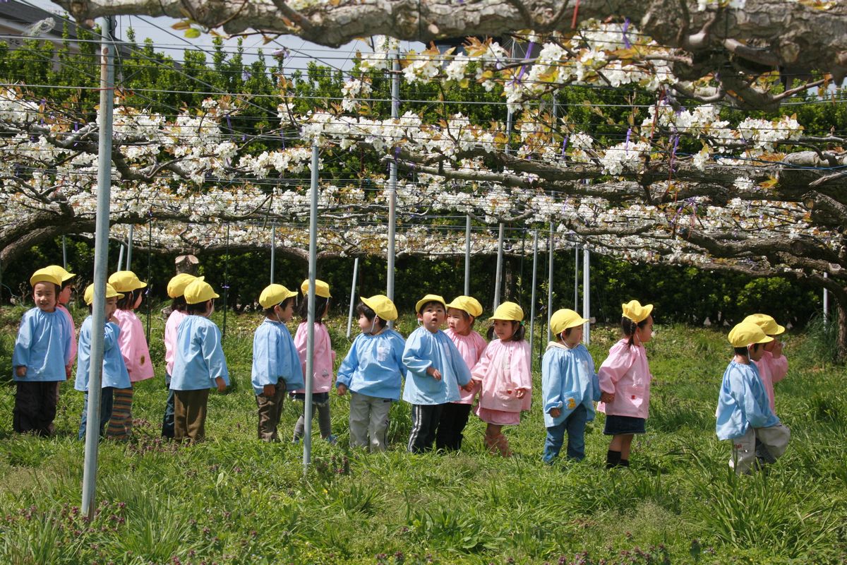 秋の実りを楽しみにしながら梨の花を眺める園児たち