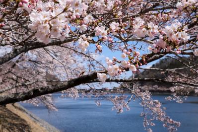 坂下ダムの桜が見頃です