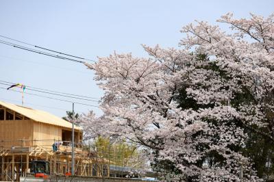 桜の向こう側には風になびく上棟の五色旗。特定復興再生拠点の避難指示解除を見据えて野上地区で新築される家屋
