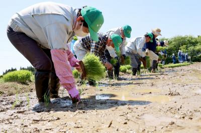 町内の特定復興再生拠点区域で水稲の実証栽培が始まりました。5月12日、同区域の避難指示が解除されてから初めての田植えが熊旭台の水田約20aで行われ、町職員や町農業委員ら約30人が参加しました。