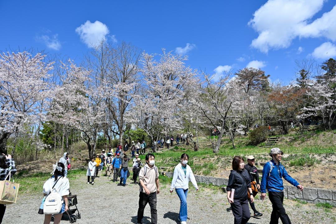 大野公園の桜を眺めながら散策する参加者