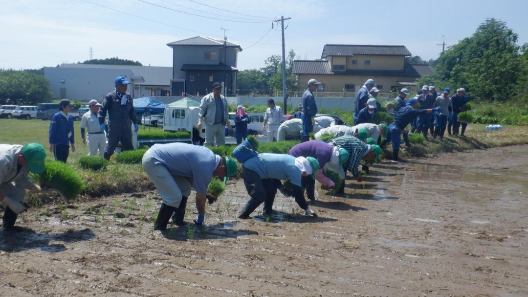田植え