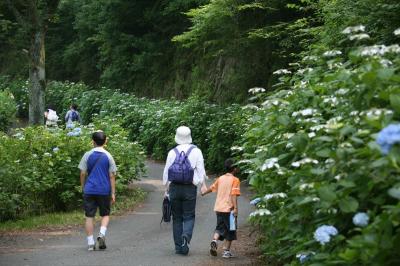 三ツ森山自然公園周辺に咲き始めたアジサイを眺めながら自然を満喫する参加者