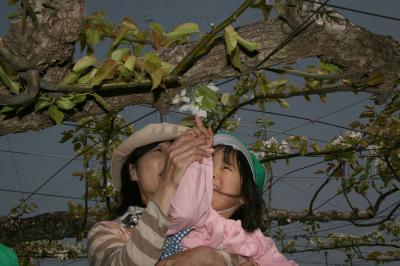梨の花をさわって嬉しそうな園児