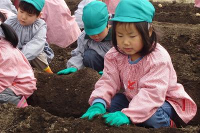 タネイモを土の中に植え付け優しく土をかぶせる園児
