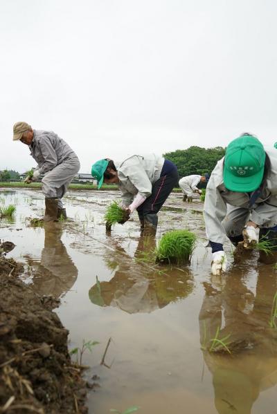 実証田にコシヒカリの苗を1株ずつ手植えする参加者