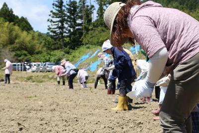 沖縄で採れたヒマワリの種を大川原の畑にまく参加者