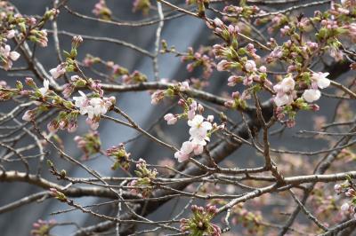 つぼみが大きく膨らみ少しずつ咲き始めた坂下ダムの桜