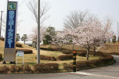 スポーツセンターに咲く桜