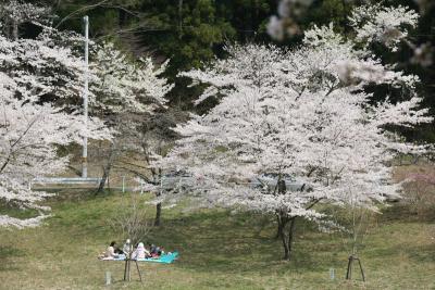 坂下ダムに咲く桜とそれを楽しむ花見客