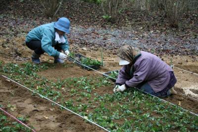 三ツ森山にミヤコワスレの苗を植える町民
