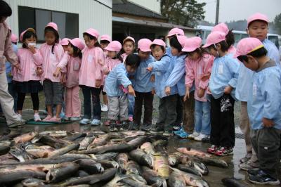 大漁のサケを前に興奮気味に観察をする園児たち