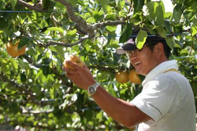 笑顔で梨を収穫する梨農家の方