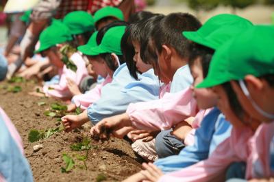 「早く大きくなりますように」と願いを込めて1本1本丁寧に植え付ける園児たち